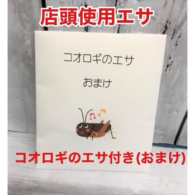 Amazon.co.jp: フタホシコオロギ Mサイズ 100匹セット【只今20匹増量中